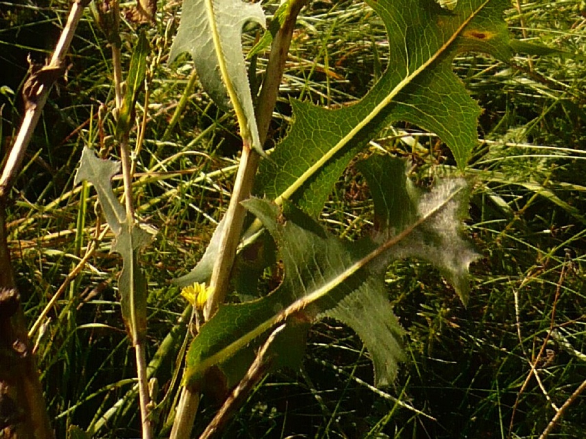Lactuca serriola (Asteraceae)